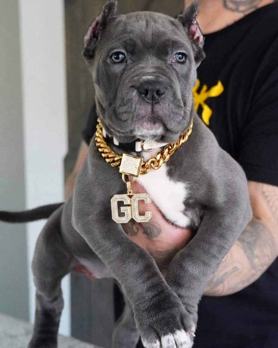 1781418525439 Cane corso puppies for sale