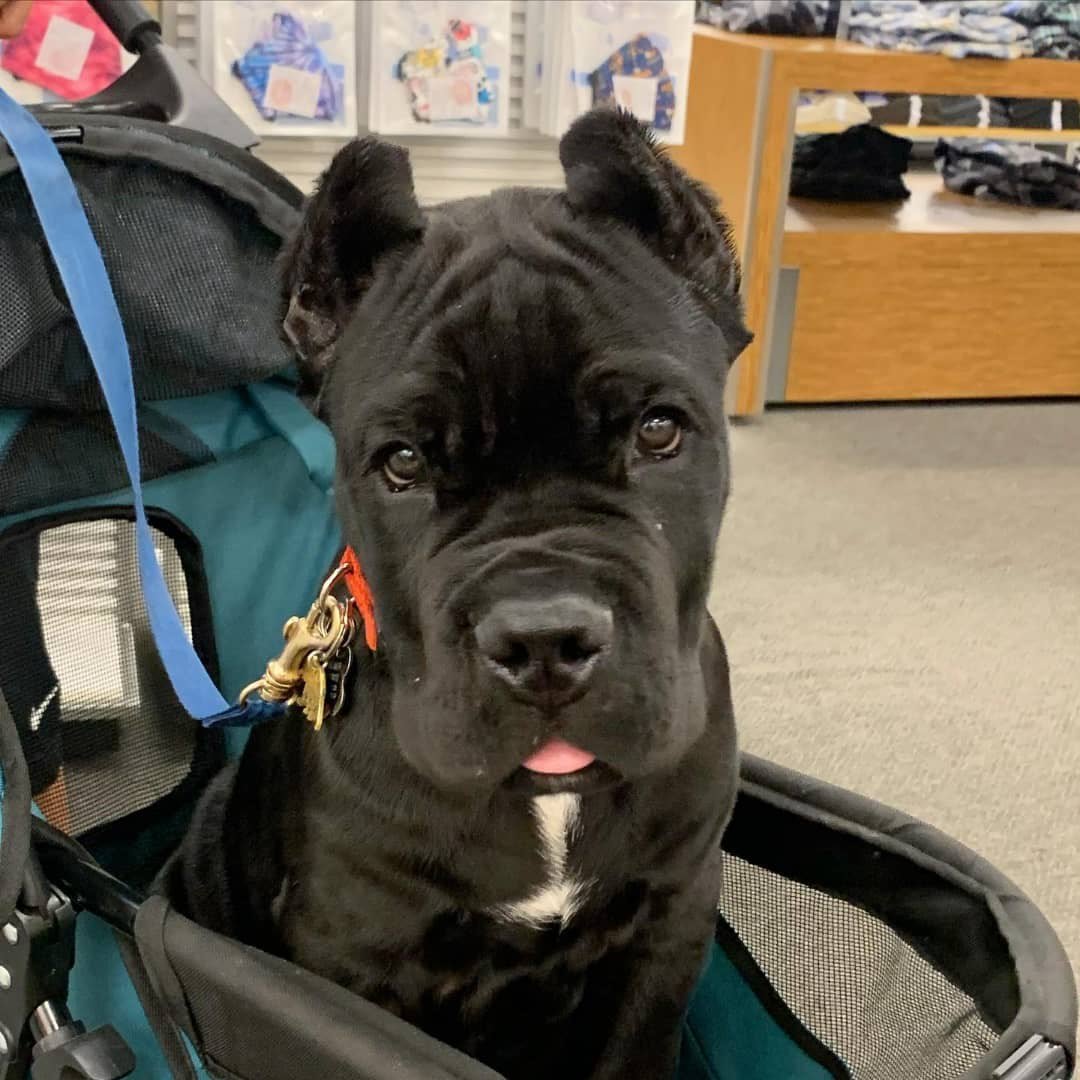 BLOOM-MALE Cane corso puppies for sale