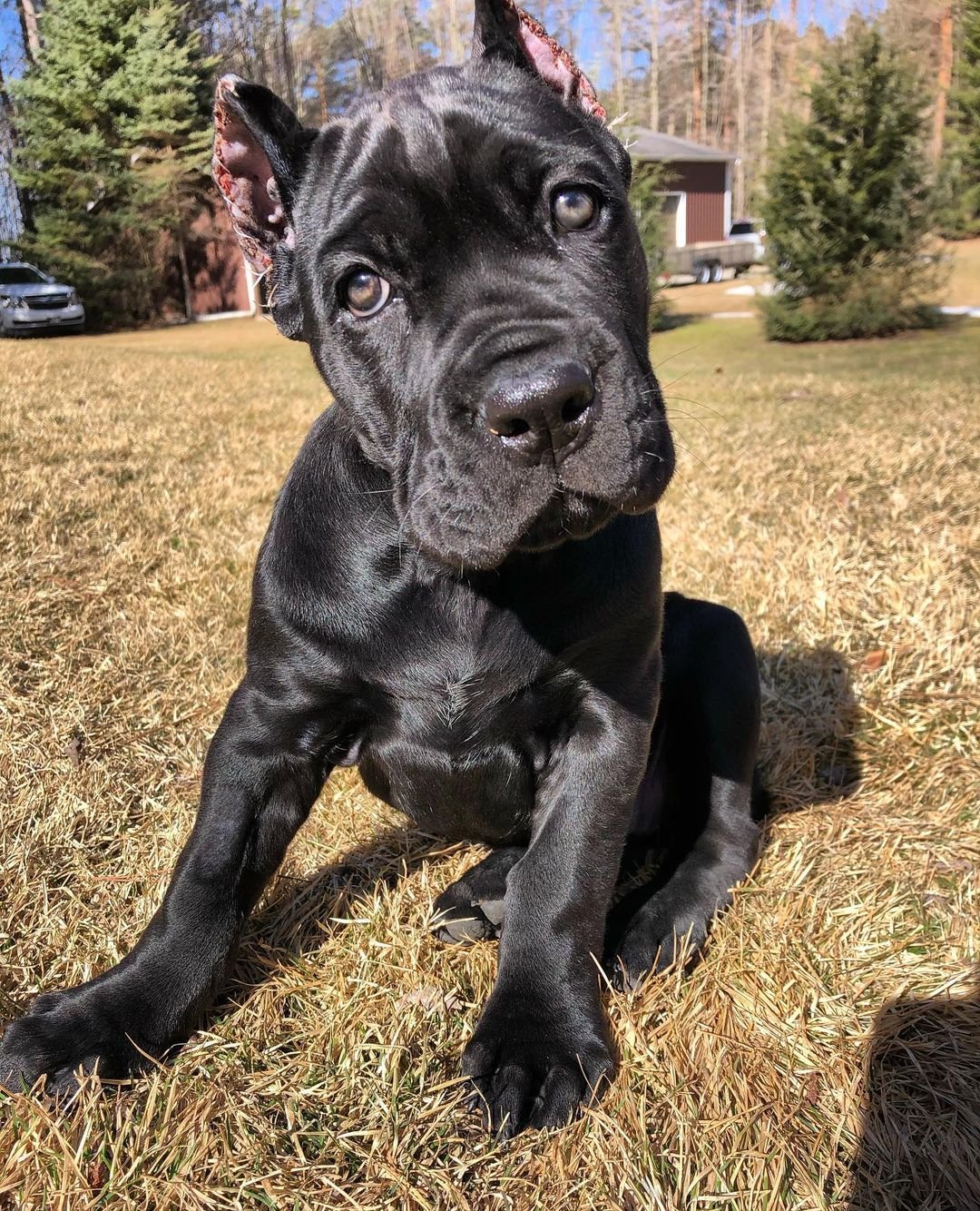 Cane corso puppies for sale