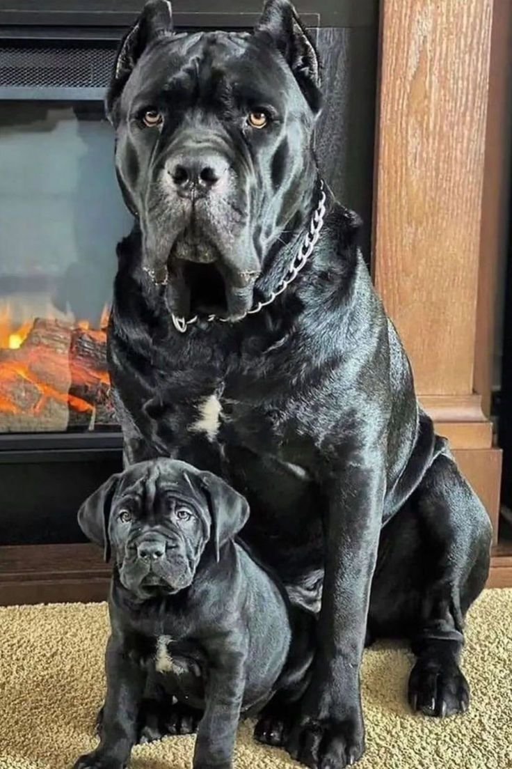 CANE-CORSOR