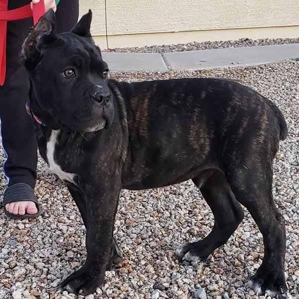 DENI-5 Cane corso puppies for sale