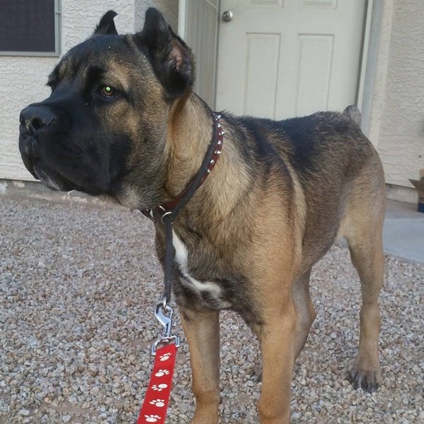 Cane corso puppies for sale