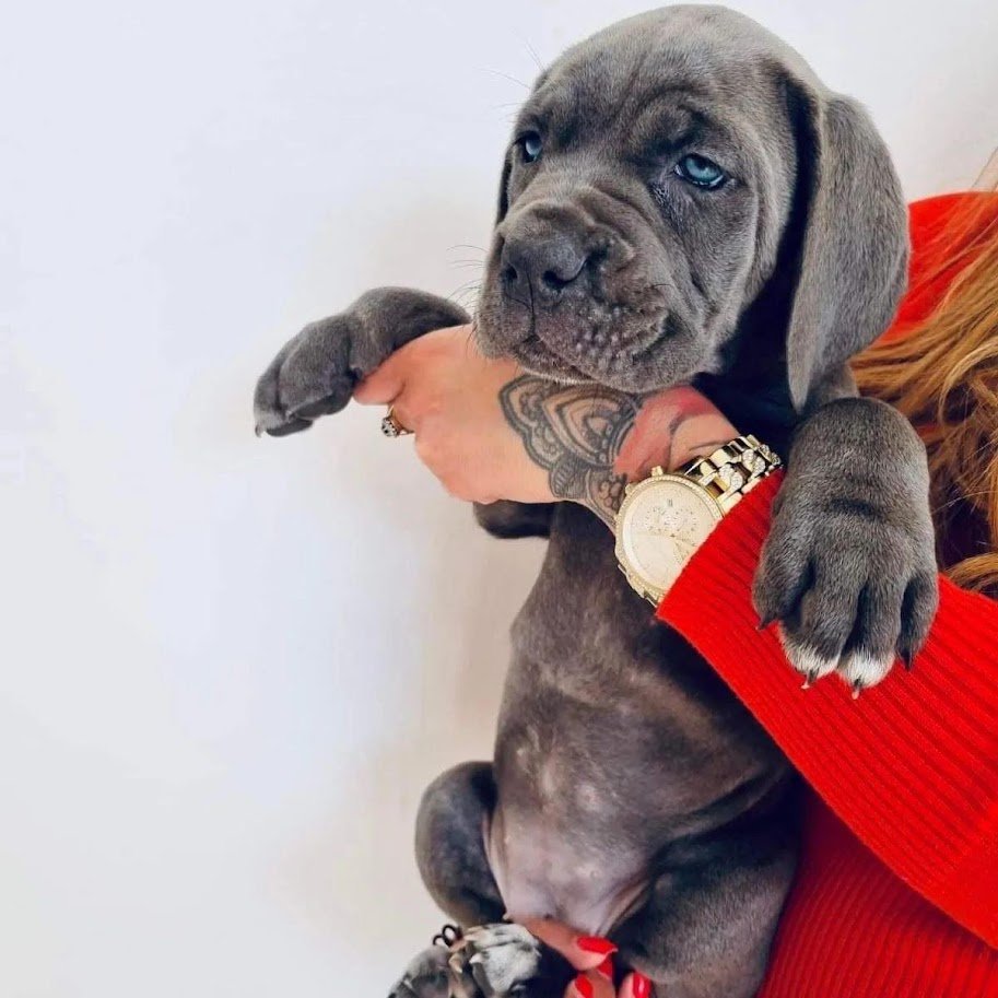 Cane corso puppies for sale