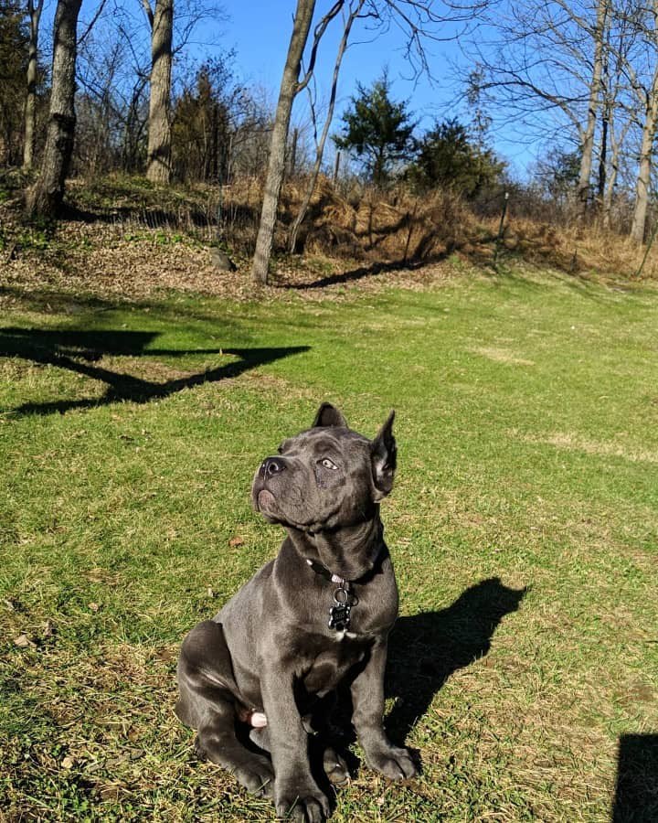 Cane corso puppies for sale