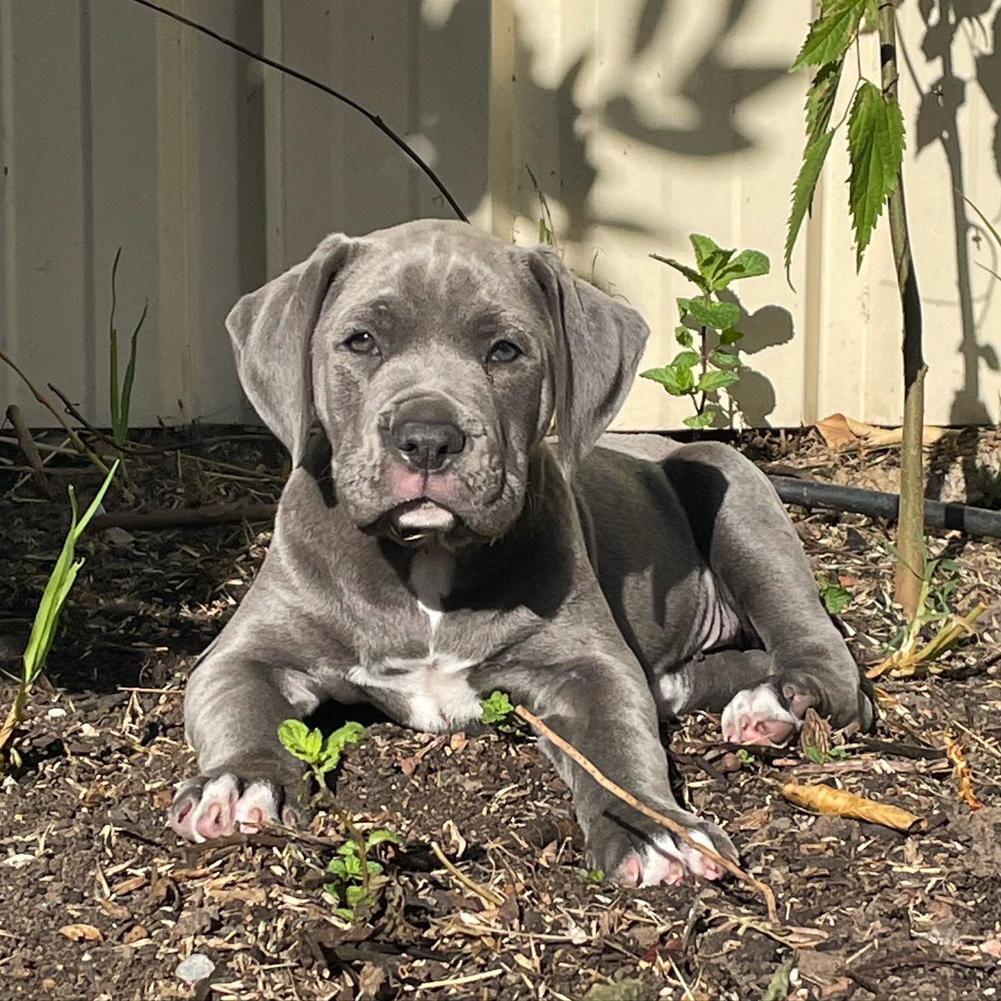 Greg Cane corso puppies for sale