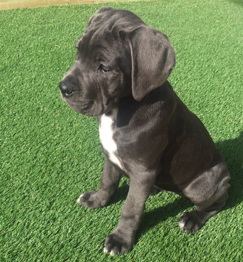 Cane corso puppies for sale