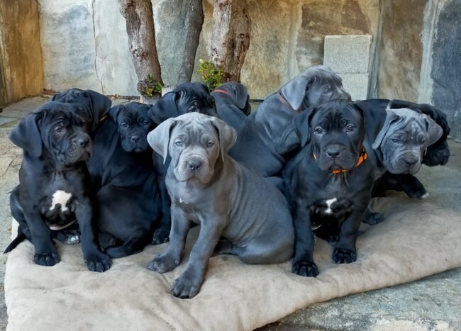 KANE-3 Cane corso puppies for sale