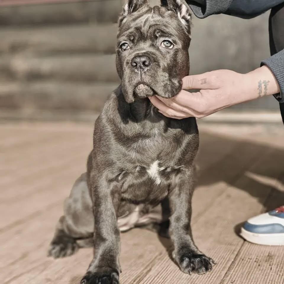 Cane corsCane corso puppy For Saleo For Sale