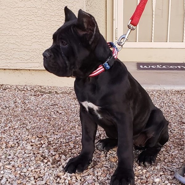 Cane corso puppies for sale
