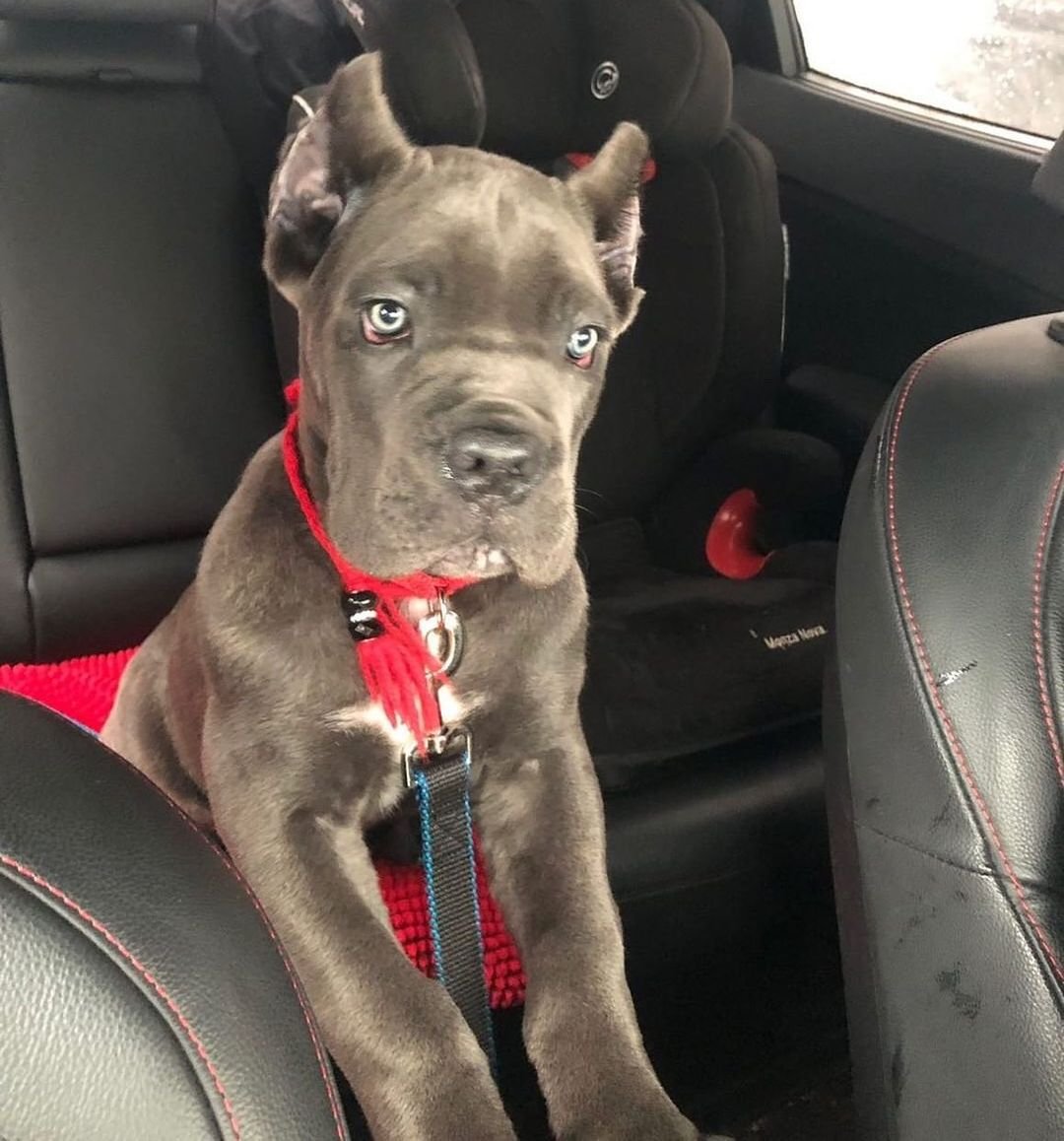 Mallick Cane corso puppies for sale