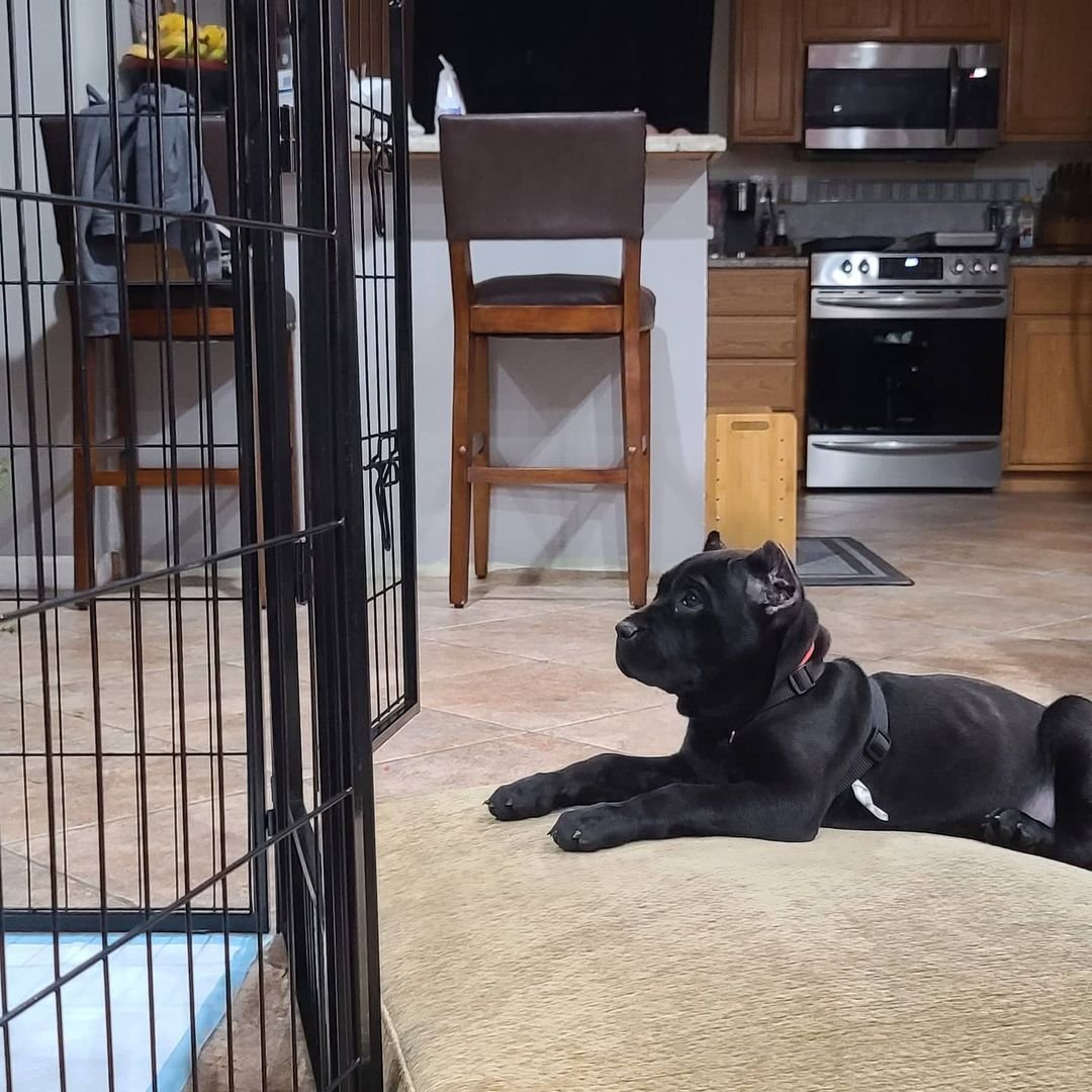 Cane corso puppies for sale