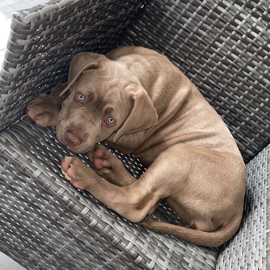 Cane corso puppies for sale