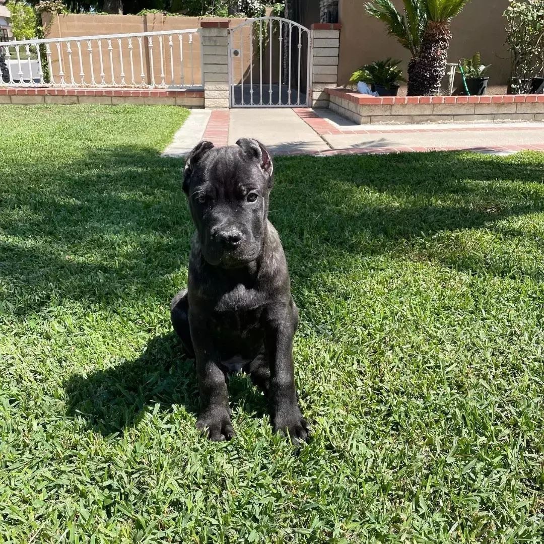 Cane corso puppies for sale