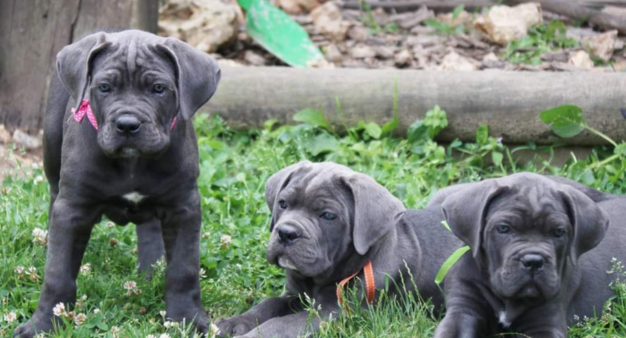 Screenshot 2026-06-02 103250 Cane corso puppies for sale