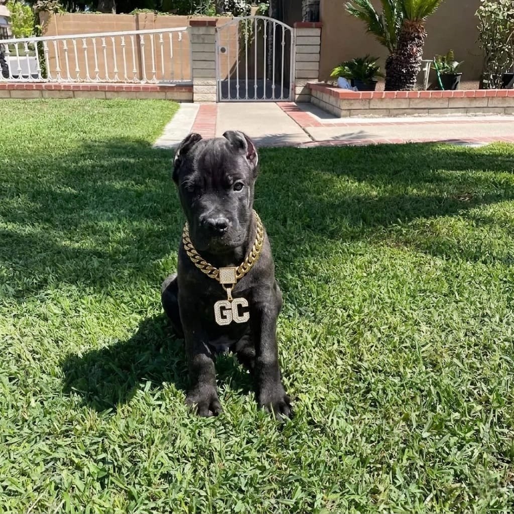 Cane corso puppies for sale
