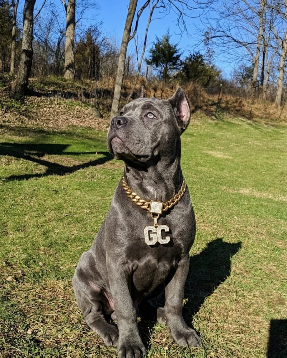 WhatsApp Image 2026-06-14 at 1.25.57 PM (3) Cane corso puppies for sale