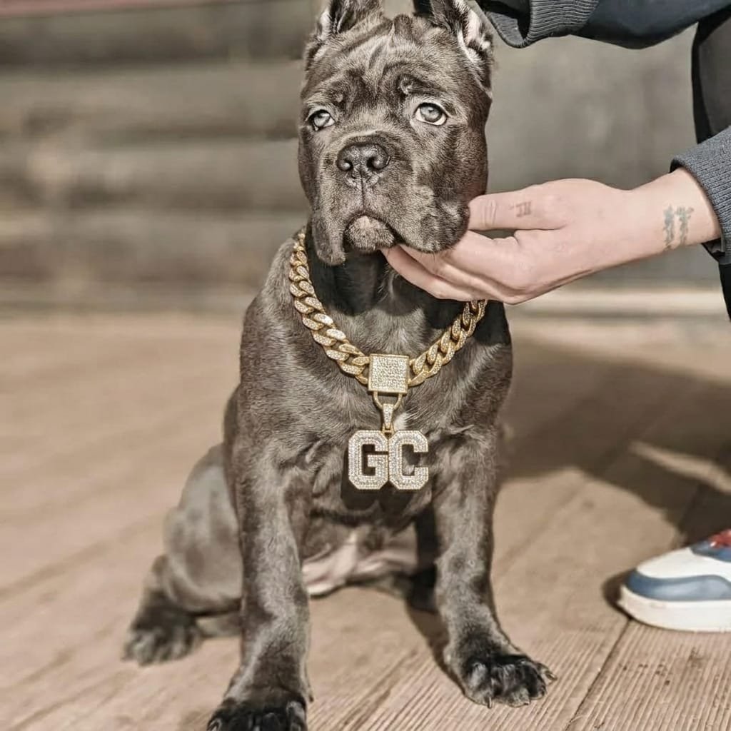 WhatsApp Image 2026-06-14 at 1.25.57 PM (4) Cane corso puppies for sale