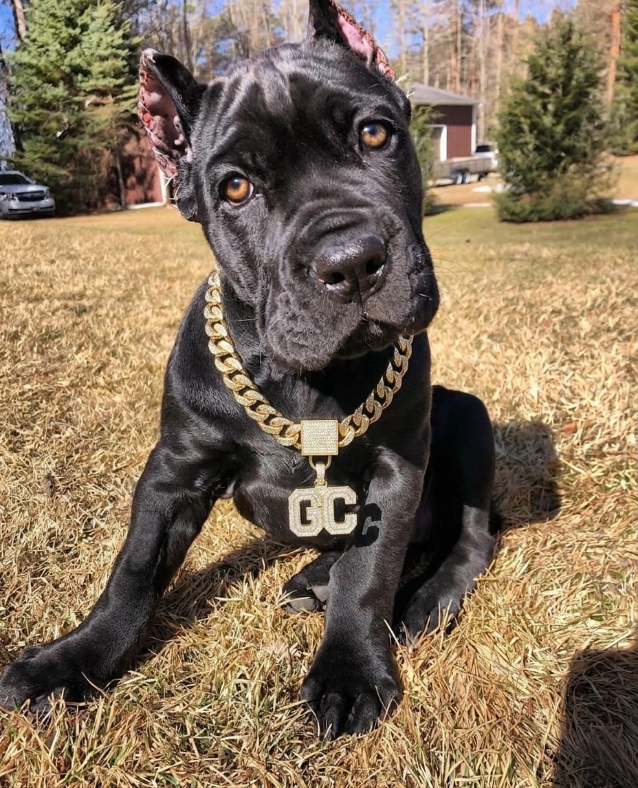 Cane corso puppies for sale