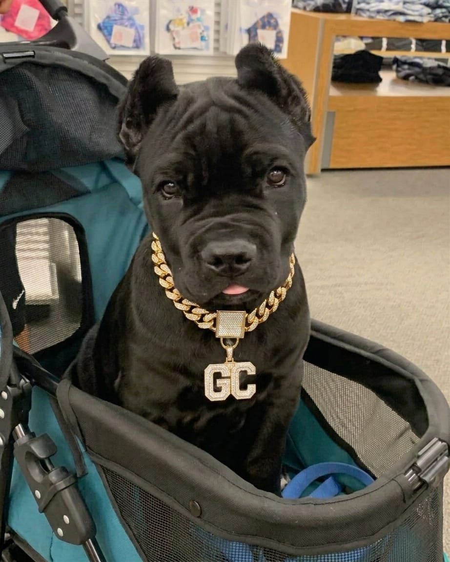 WhatsApp Image 2026-06-14 at 1.25.58 PM (1) Cane corso puppies for sale