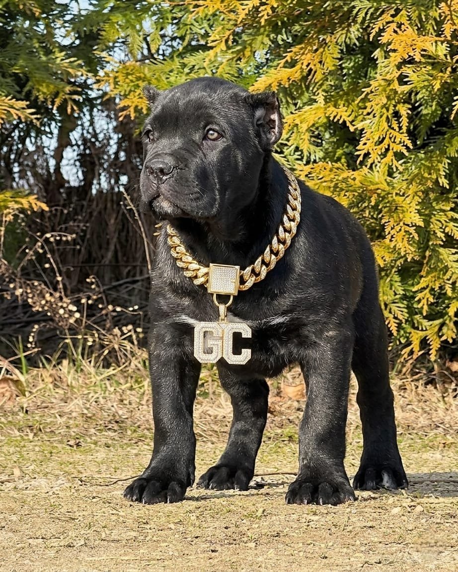 WhatsApp Image 2026-06-14 at 1.25.58 PM Cane corso puppies for sale
