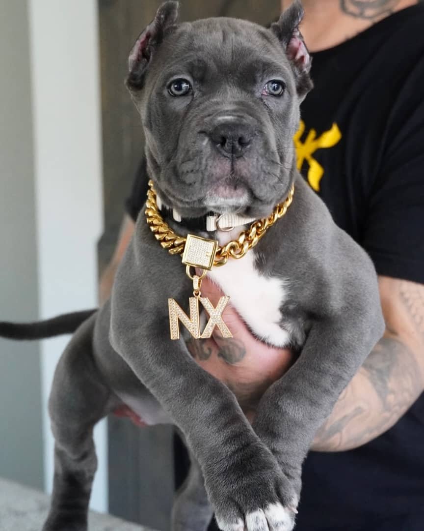 Cane corso puppy For Sale