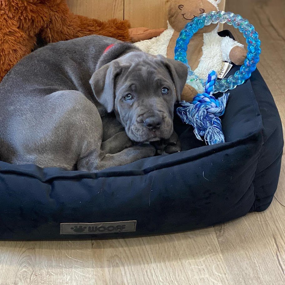 Cane corso puppies for sale