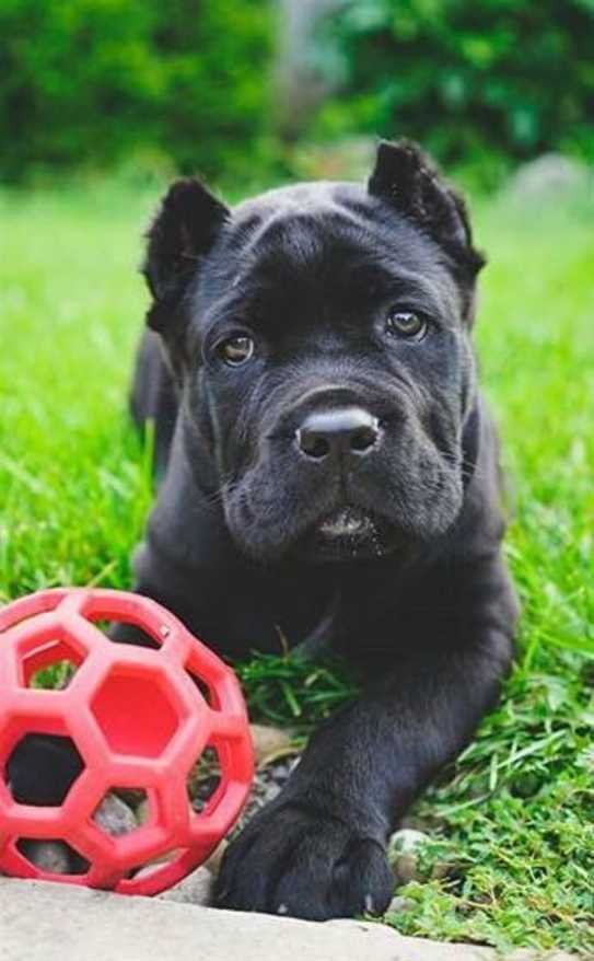 cane-corso Cane corso puppies for sale