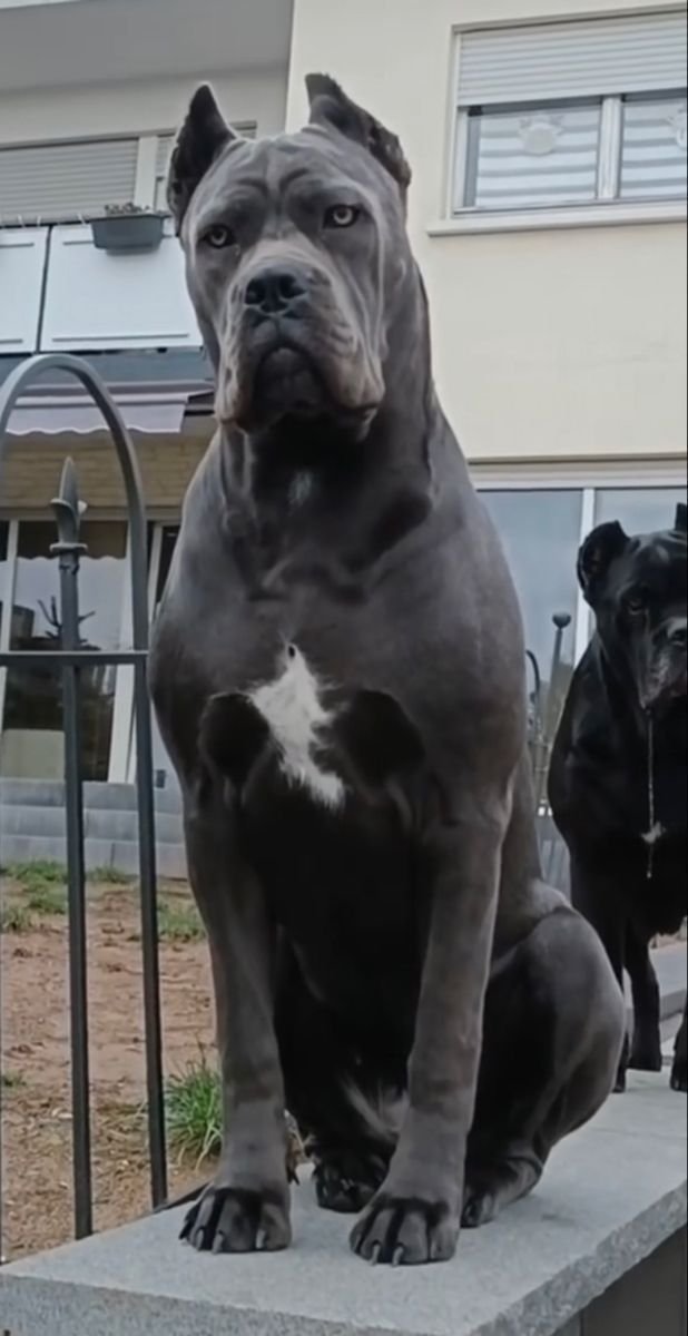cane-corsor-11 Cane corso puppies for sale