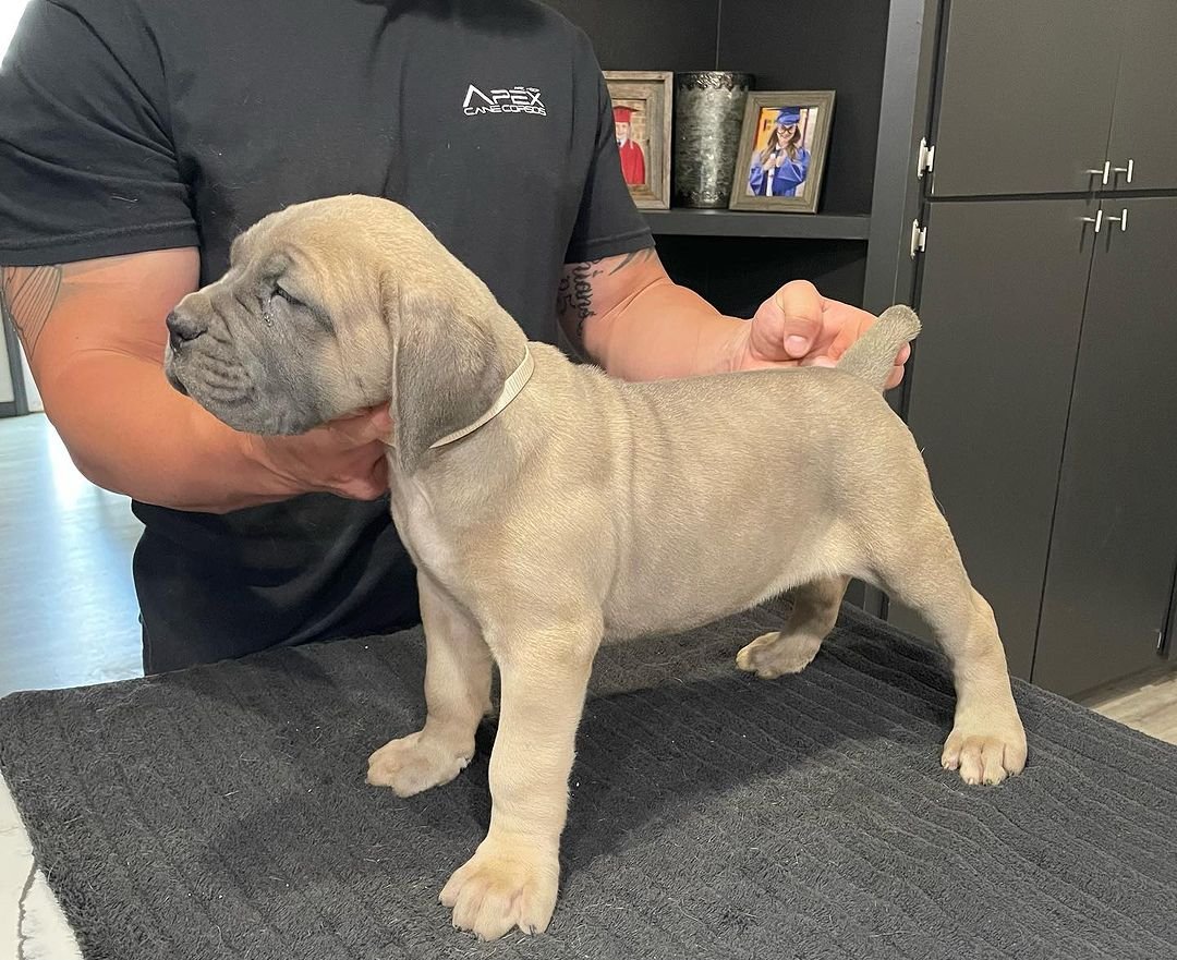 hank-2 Cane corso puppies for sale