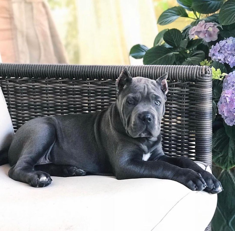 jerk-1 Cane corso puppies for sale
