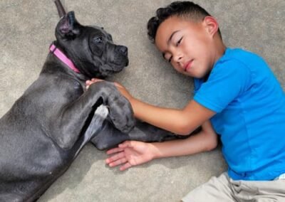 Cane corso puppies for sale