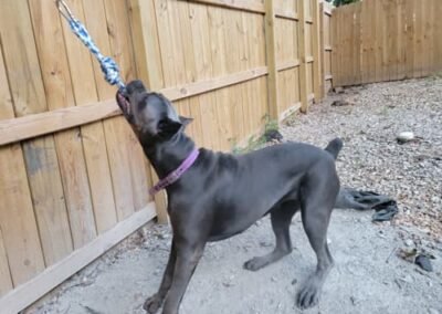 Cane corso puppies for sale