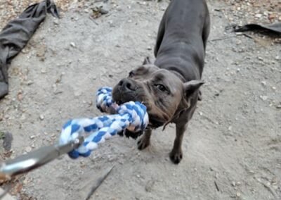 Cane corso puppies for sale