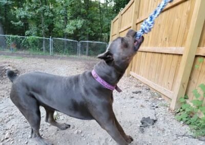 Cane corso puppies for sale