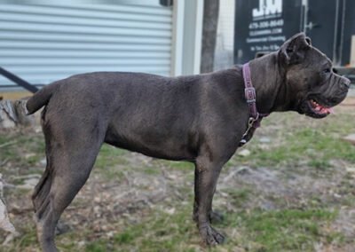 Cane corso puppies for sale