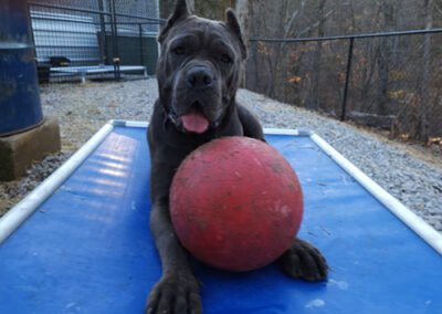 Cane corso puppies for sale