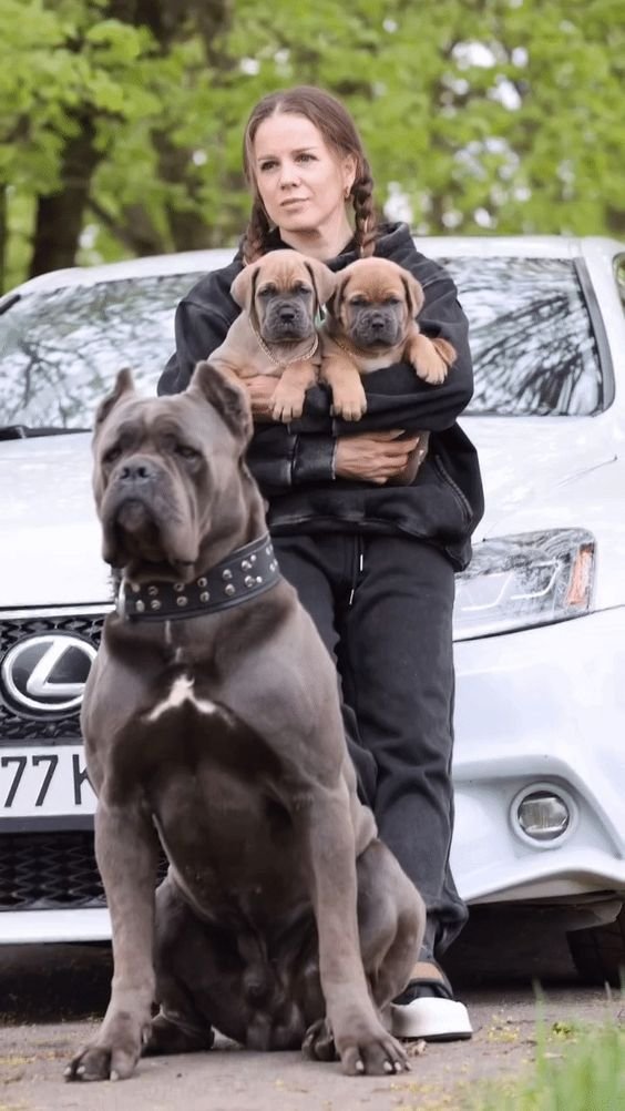 kane-4 Cane corso puppies for sale