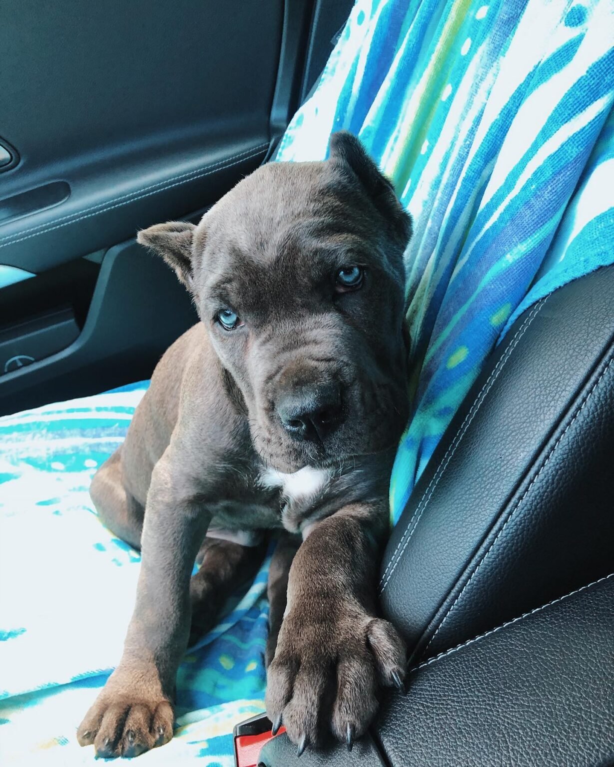 Cane corso puppies for sale