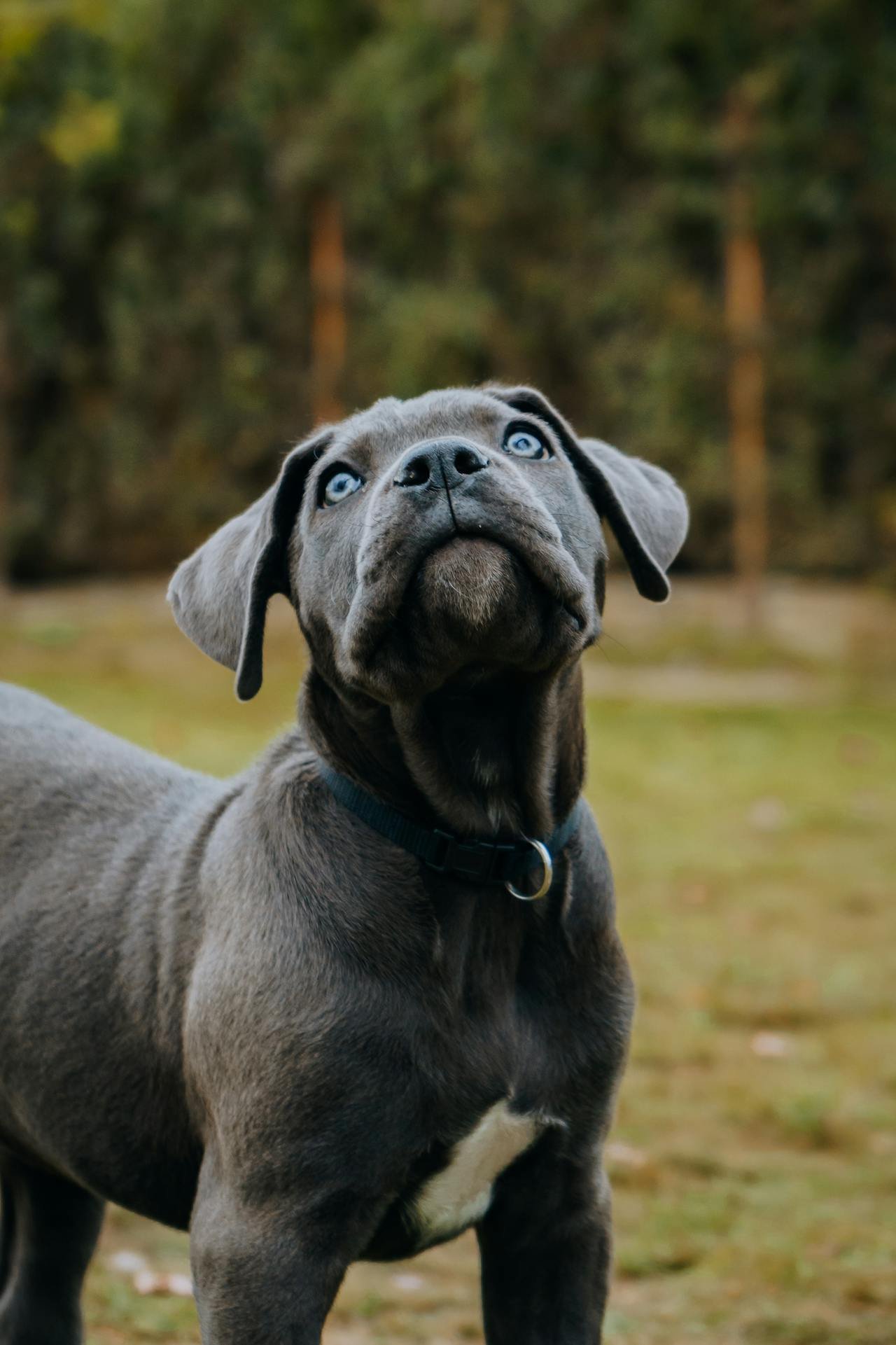 pexels-chetanvlad-9868804 (1) cane corso puppies for sale